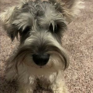 Meet your Posher, Maria